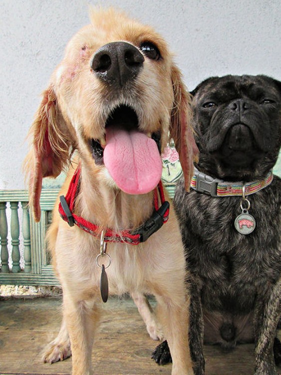 como cambia un perro antes y después de maltratos