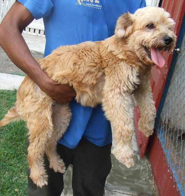 como cambia un perro antes y después de maltratos