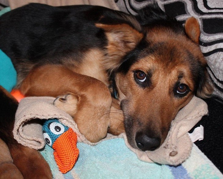 perrito triste acostado con sus juguetes