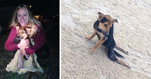 adopcion de leo el perro paralitico en una playa de tailandia