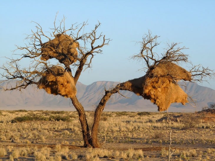 arboles con paja en sus ramas