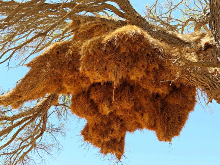 nido de pajaros en las ramas de los arboles