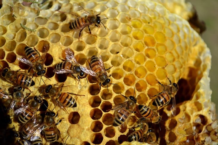 abejas en colmena