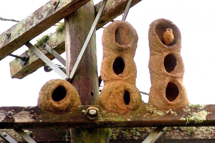 nidos de pajaros que son una hilera con tres agujeos