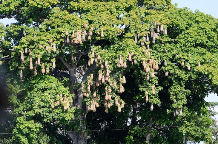 pequeños nidos colgando de un arbol