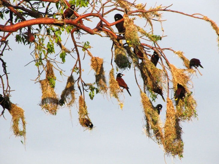 pajaros que hacen nidos que cuelgan de las ramas de un arbol