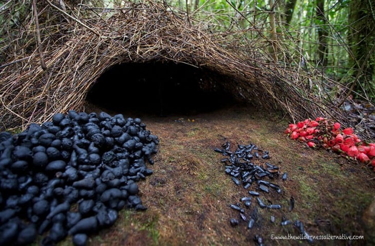 nido de pajaros en forma de cueva