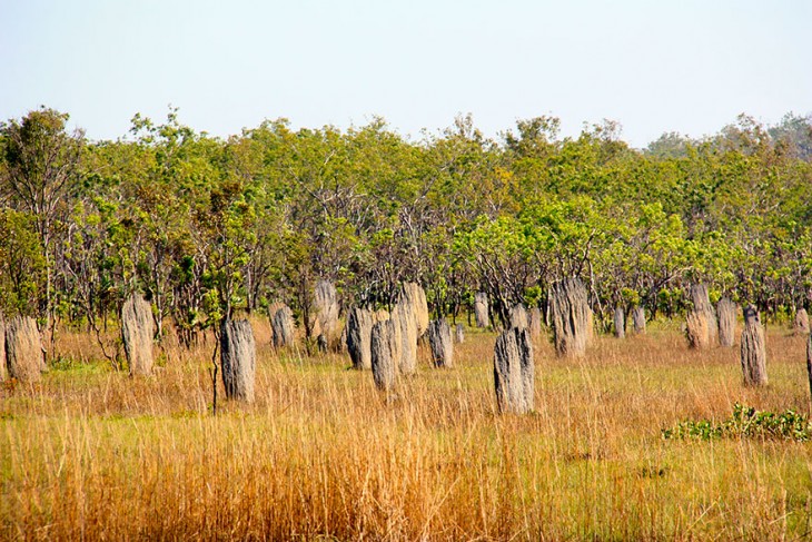 nidos en arboles hechos de palos secos