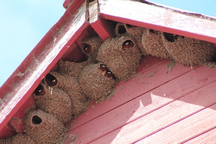 animal-architecture-nests-6-2