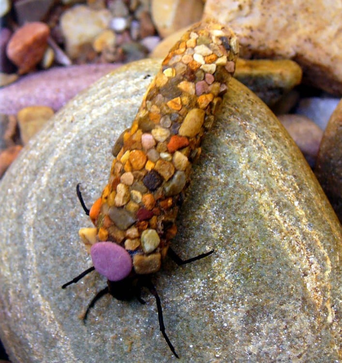 insecto de color negro cargando piedras de colores