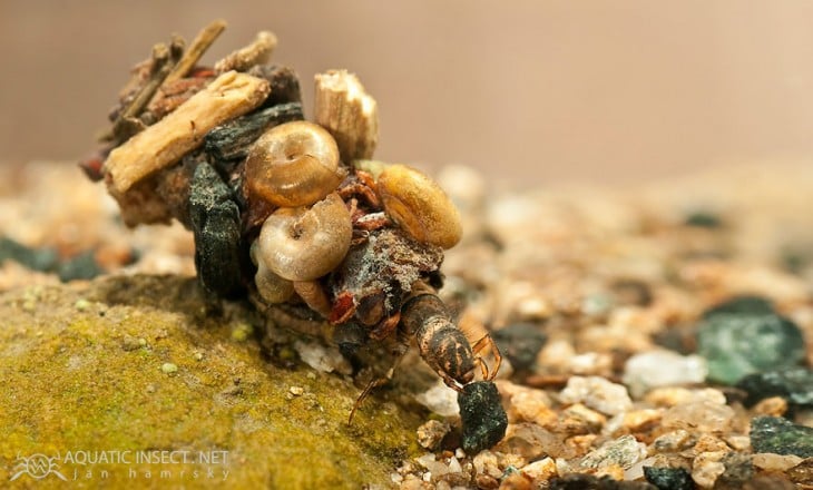 conjunto de piedras que sirven de hogar de insectos