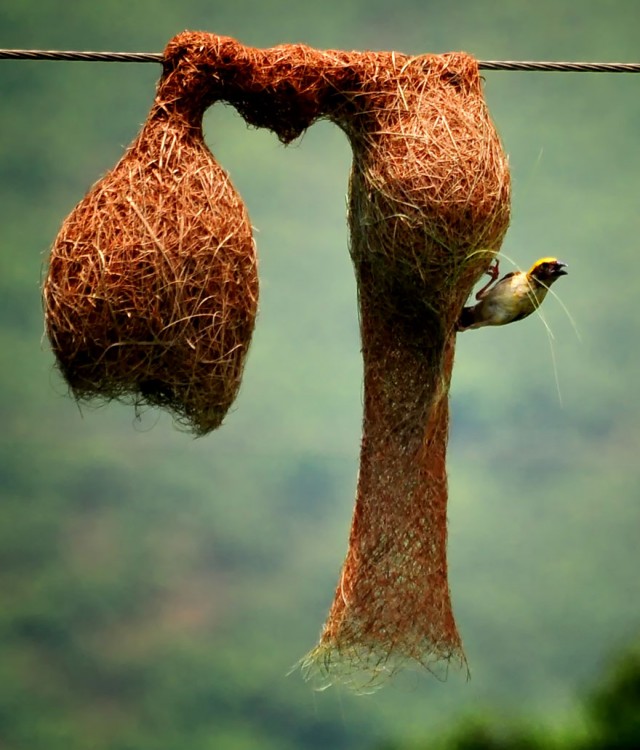 pajaro que sale de su nido enun arbol