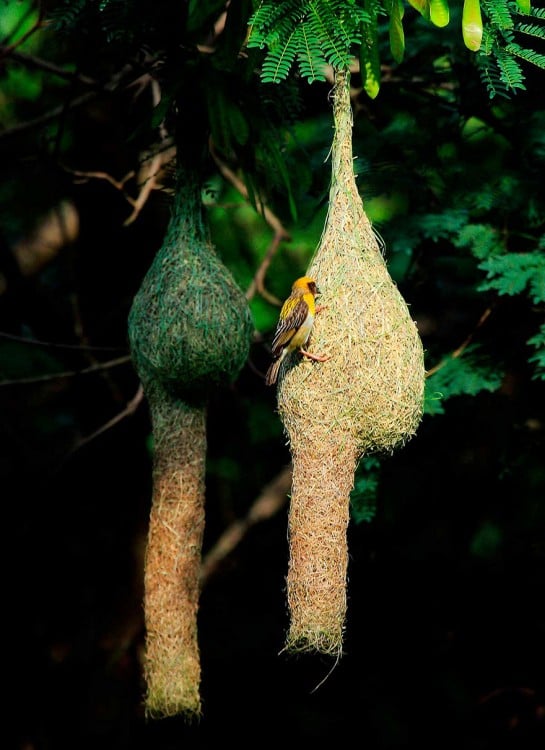 nido colgando de un árbol