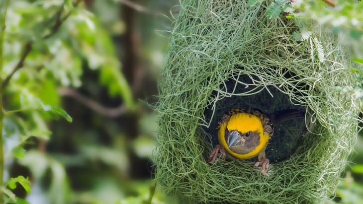 nido en el que esta un pajaro de color amarillo