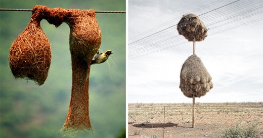 animales que son verdaderos aquitectos y las casas que construyen