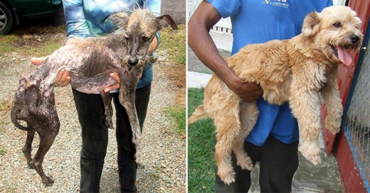 fotos conmovedoras de perros el antes y despues de su rescate