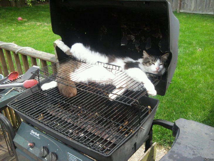 gato blanco con cafe dormido en un asador