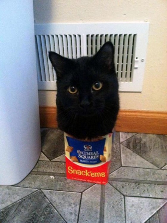 gato negro adentro de caja de avena