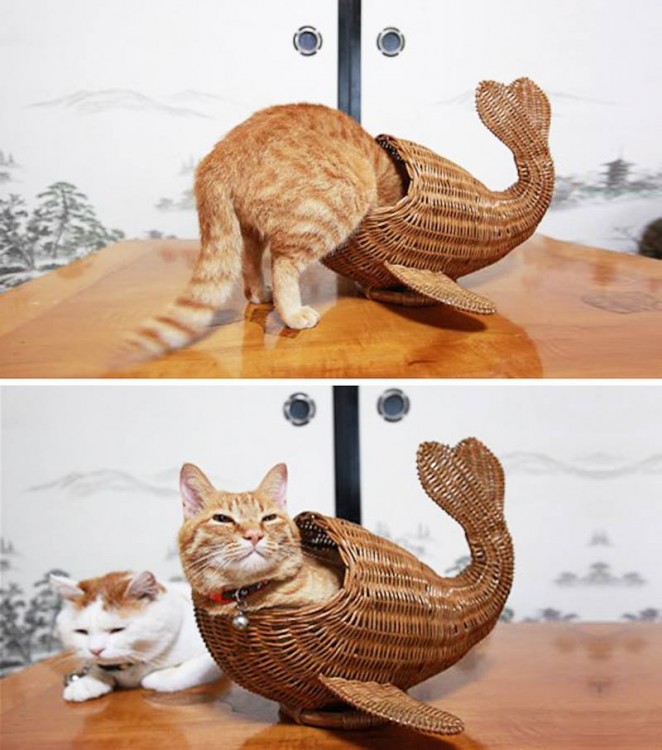 gato adentro de una canasta de huevos en forma de pescado