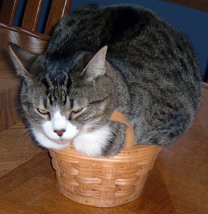 gato gris con blanco encima de una canastilla