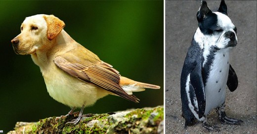 como se verian pajaros con cabeza de perros