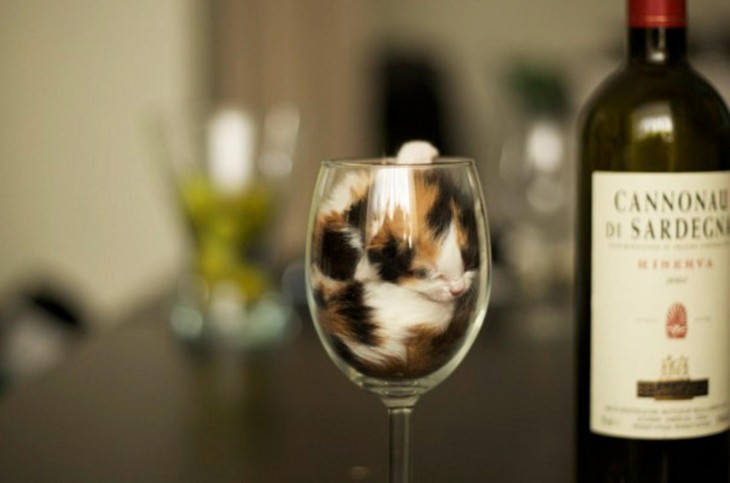 pequeño gato adentro de una copa de vino