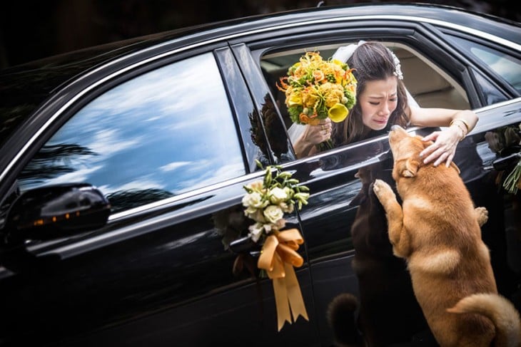 perrito que se despide de su ama al momento de irse a la boda