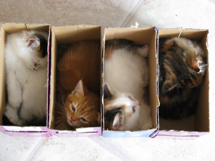 cuatro gatos en cuatro cajas de carton