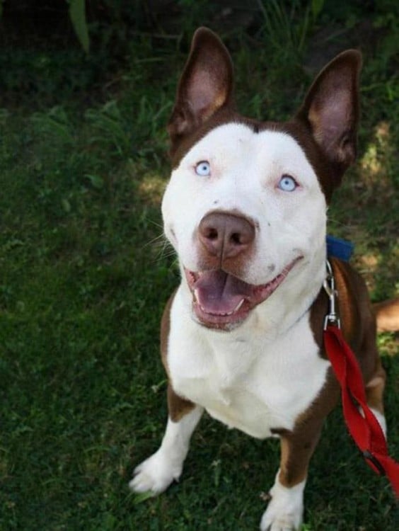 perro blanco con cafe con los ojos azules de husky