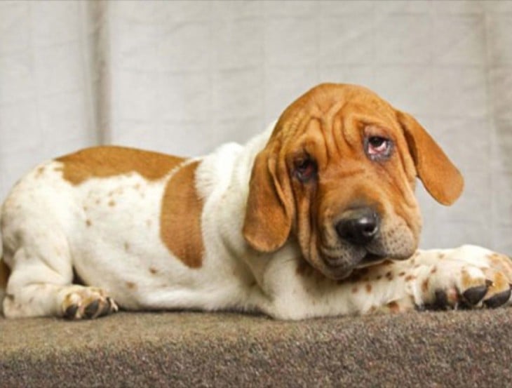 perro cafe con blanco cruza de sharpei y basset hound