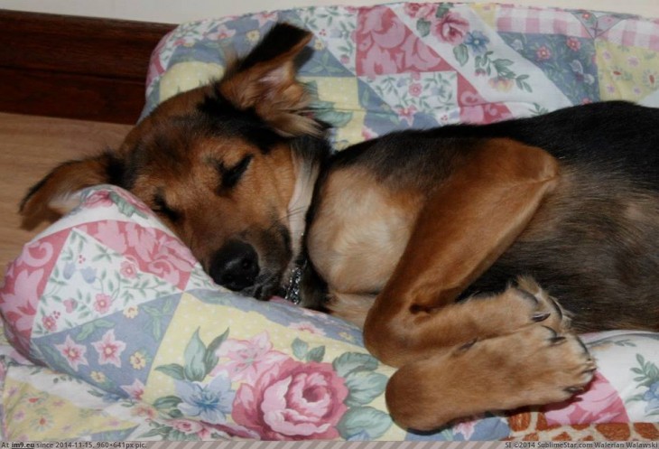 perrito paralitico dormido en el sillon