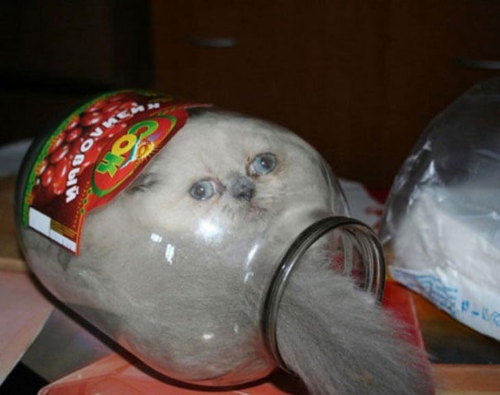 gato blanco adentro de un frasco de vidrio