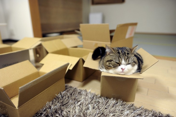 gato dormido en una caja de carton