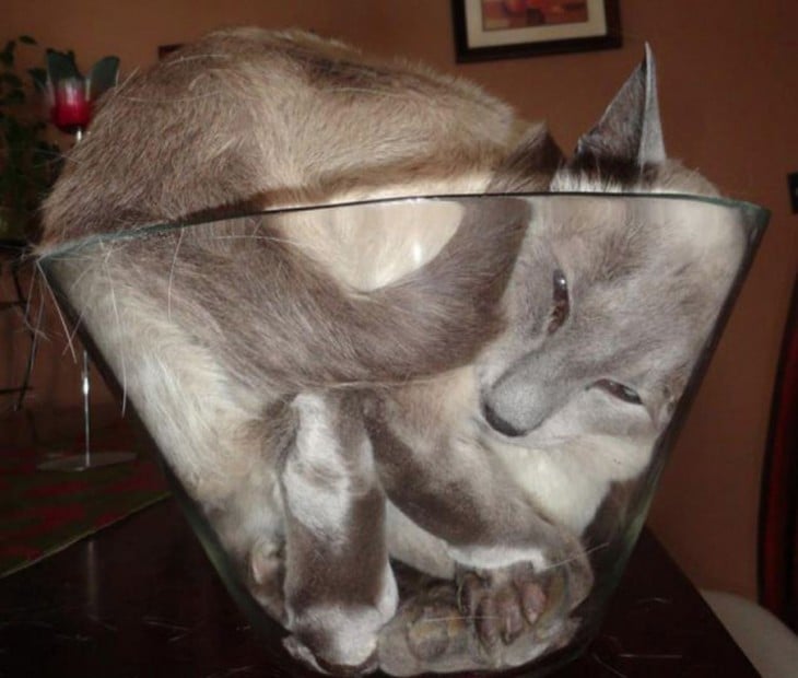 gato gris adentro de un refractario de vidrio