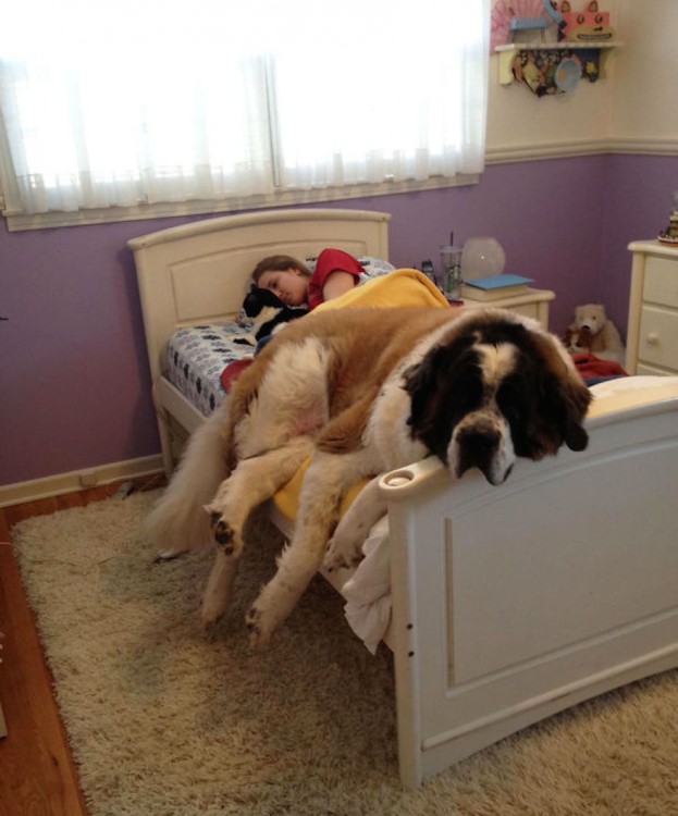 huge-dogs-feel-small-st-bernard-on-bed__605 (1)