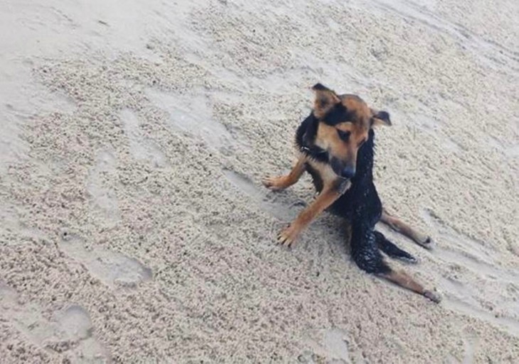 perrito arrastrandose en la arena