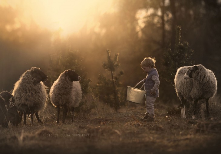 niño y ovejas comiendo