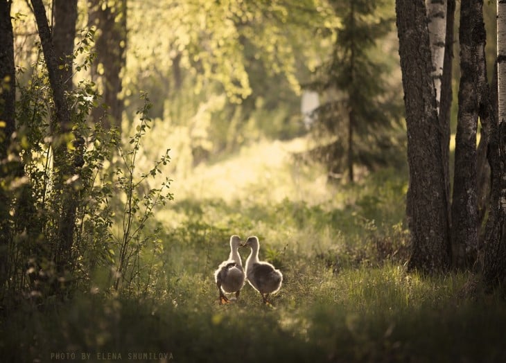 dos patos caminando