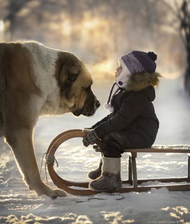 niño en trineo y perro 