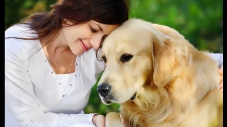 perro golden retriewer que es acariciado por su ama