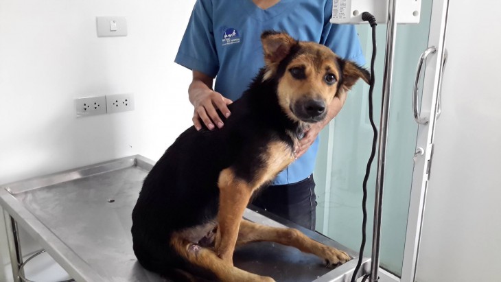 perrito que esta siendo consultado por veterinario