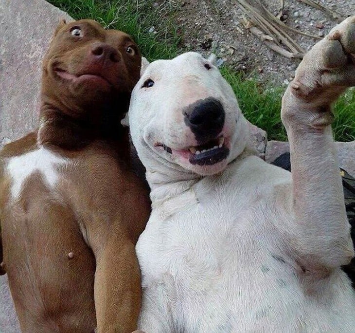 selfies de perros