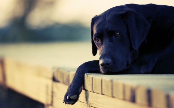 perro negro triste echado en un muelle