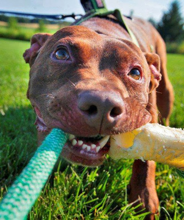 perro mordiendo soga