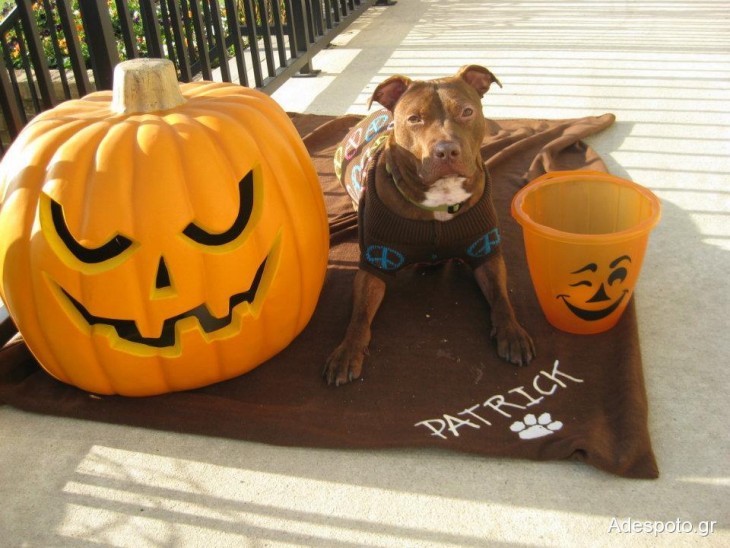 perro halloween