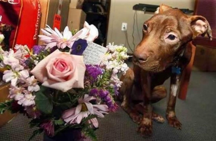 perro con flores