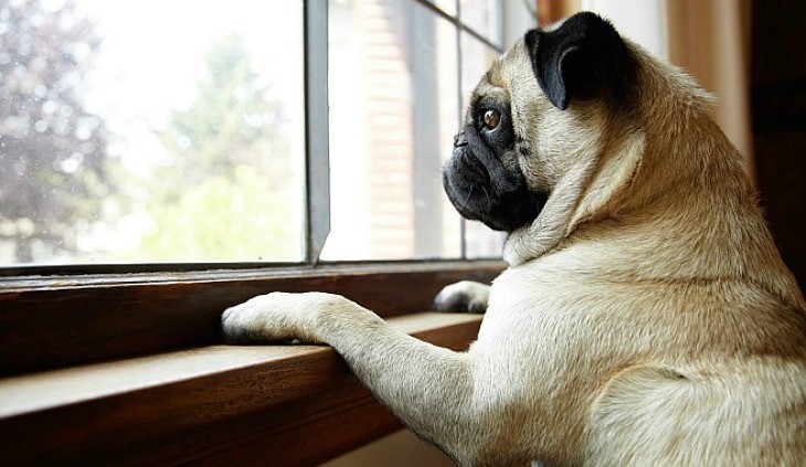 perro de raza pug asomandose en la ventana