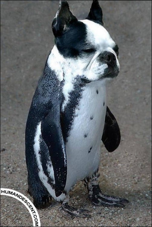 pinguino cabeza de bulldog