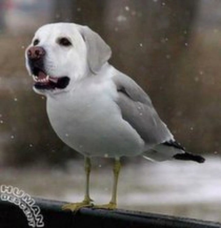 perros con cabeza de pájaros 