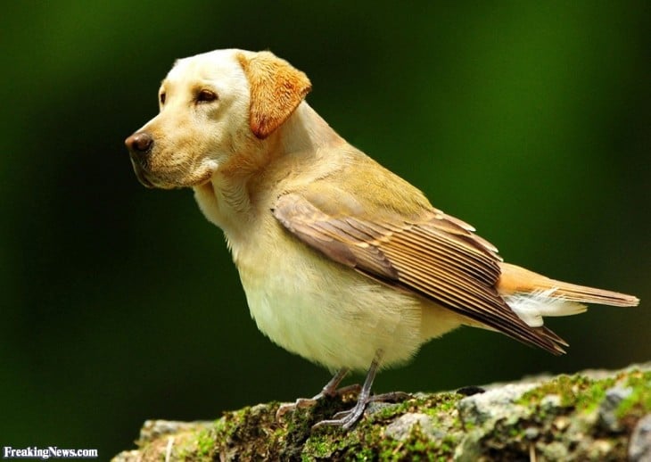 perros con cabeza de pájaros 